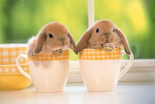 cute easter bunny pics. than the Easter bunny?