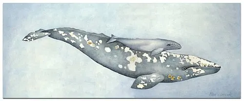 2-gray-whale-with-calf1