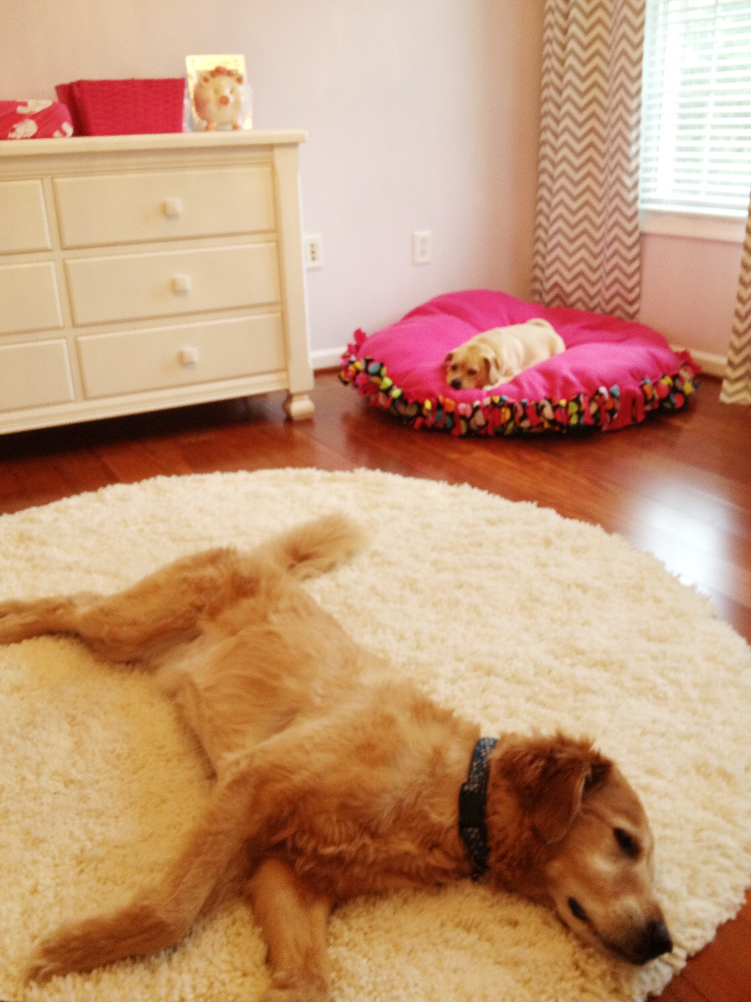 Hot Pink and Gray Elegant Girl Nursery Dog Resting