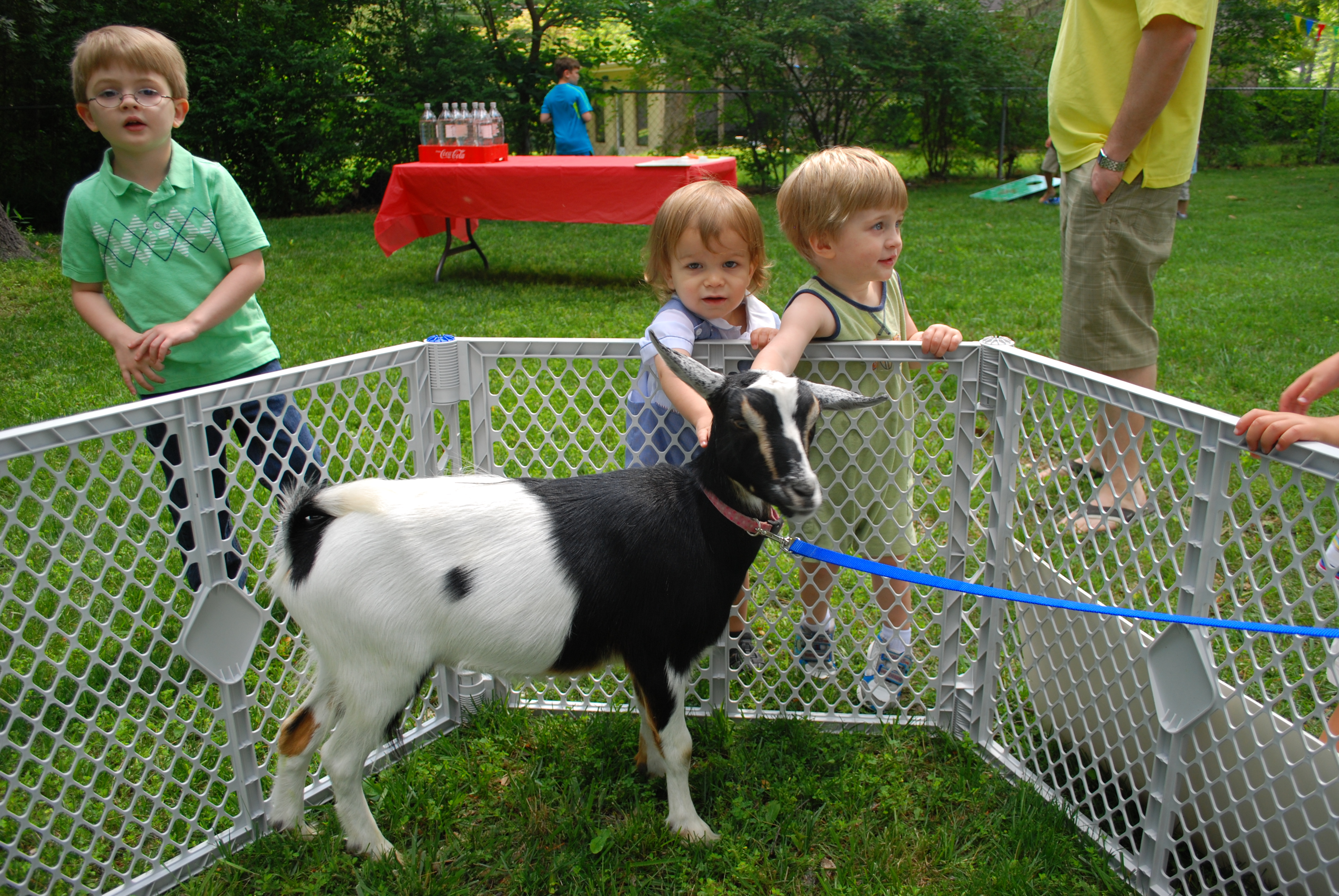 County Fair 2nd Birthday Party Petting Zoo