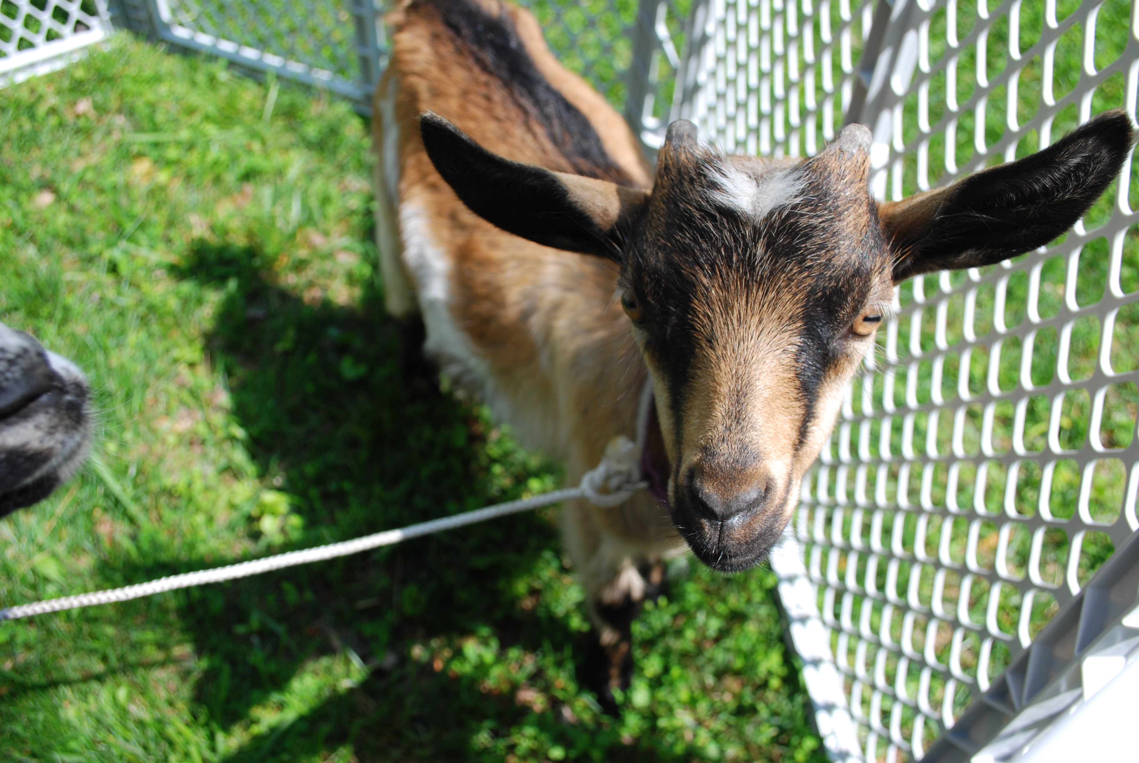 County Fair 2nd Birthday Party Petting Zoo