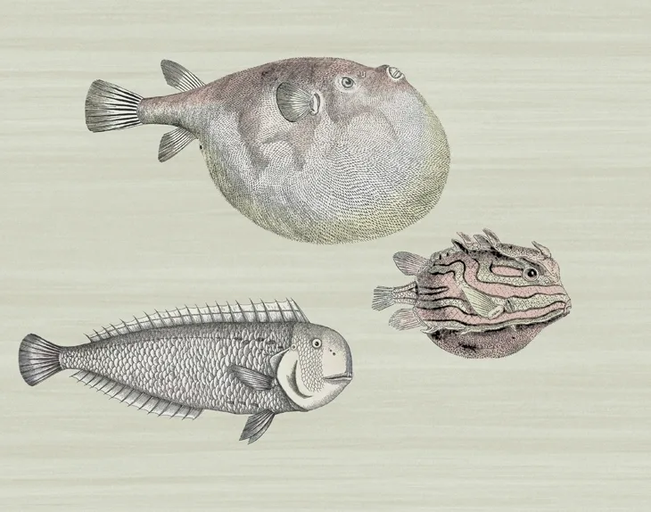 Neutral Fish Wallpaper for Nursery - Project Nursery