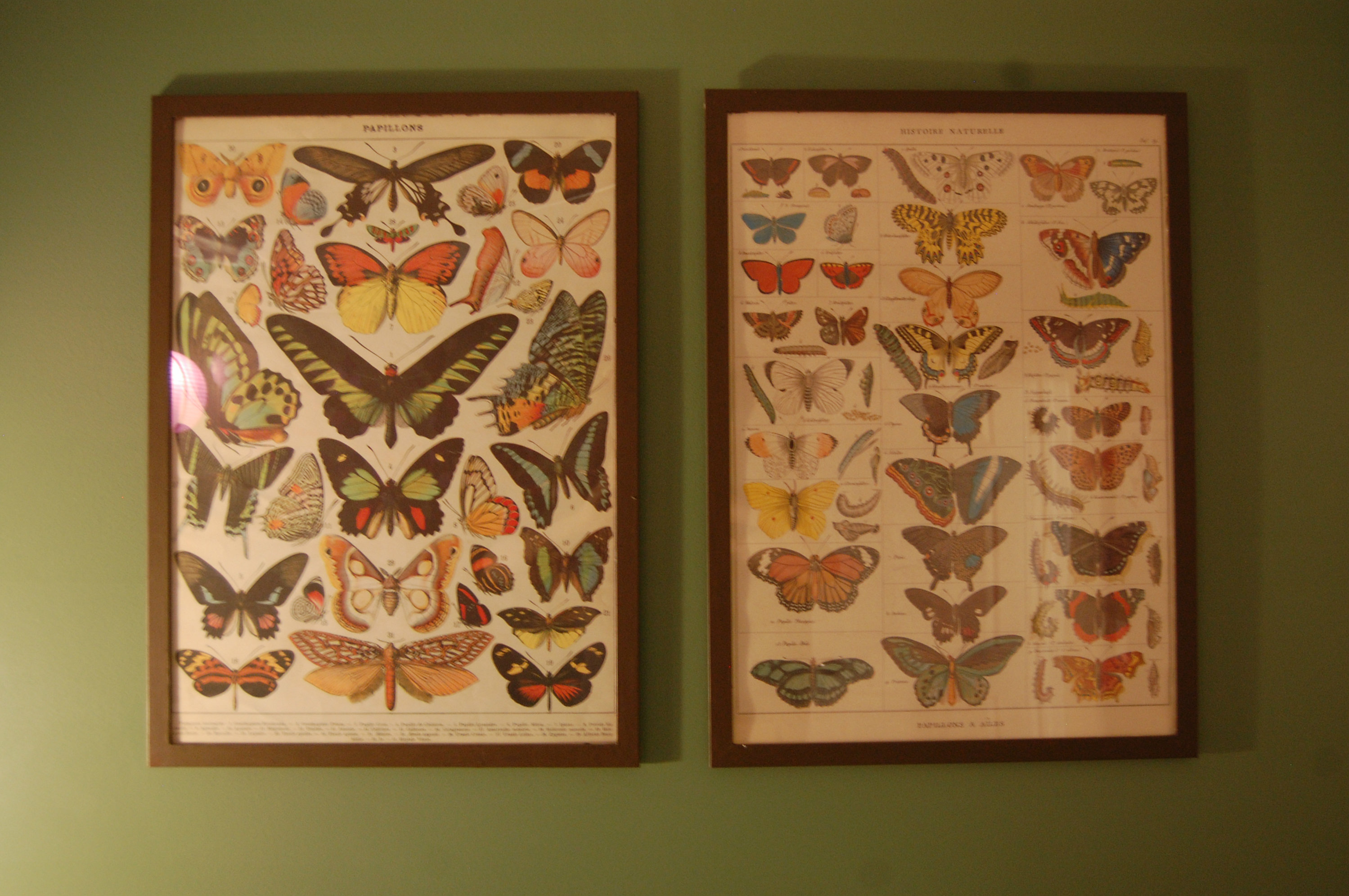 Butterfly Wall Art