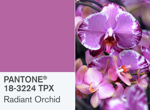 Pantone Color of the Year: Radiant Orchid