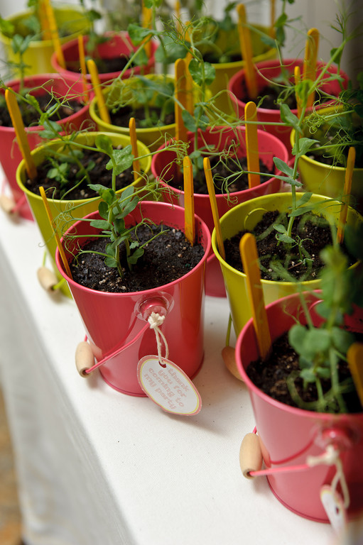 Potted Plant Favors