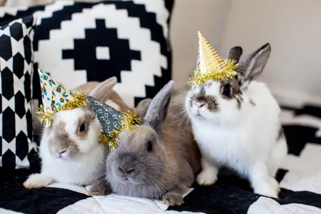 Bunnies in Party Hats