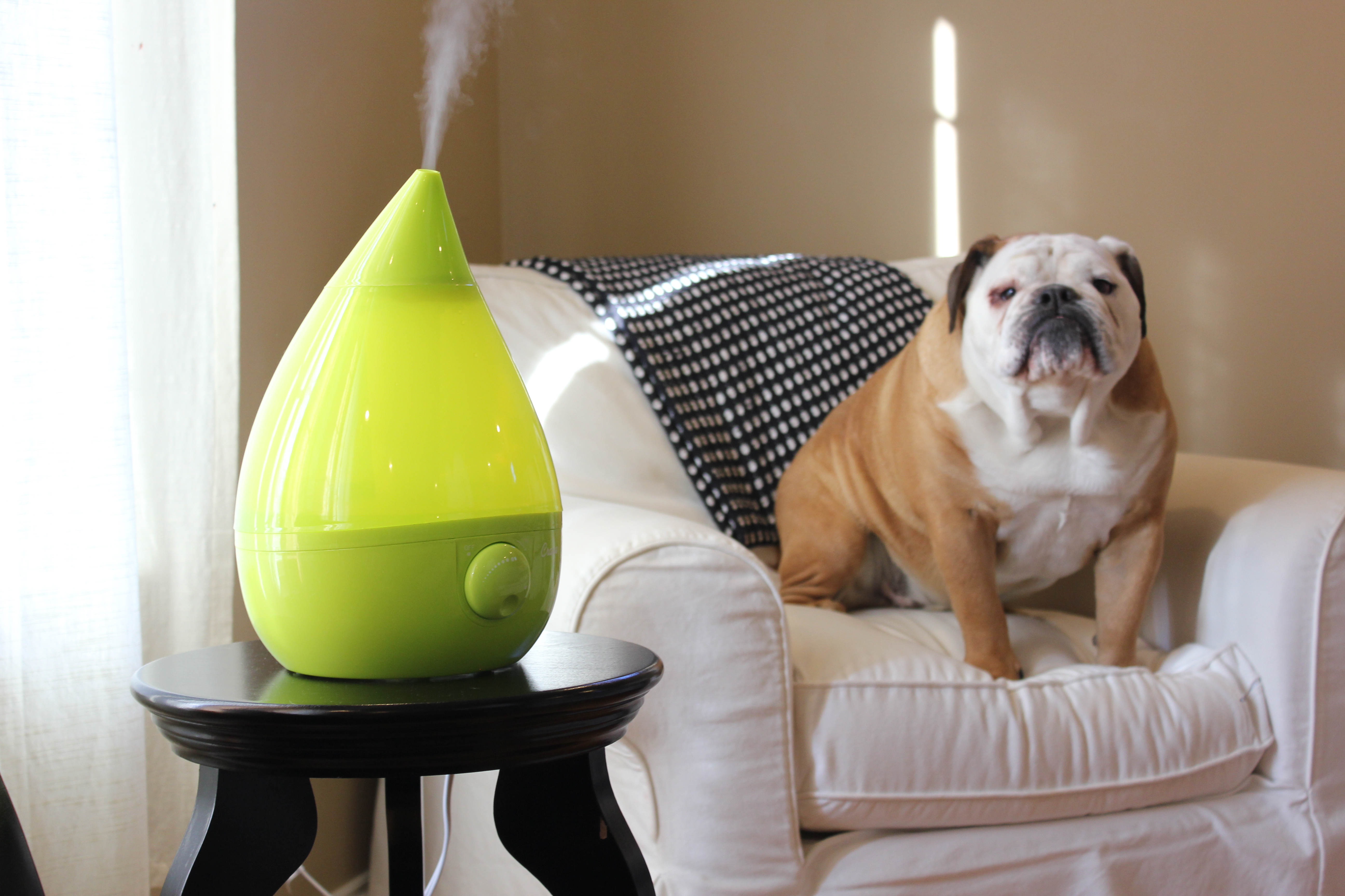 Green Drop Shape Humidifier from Crane