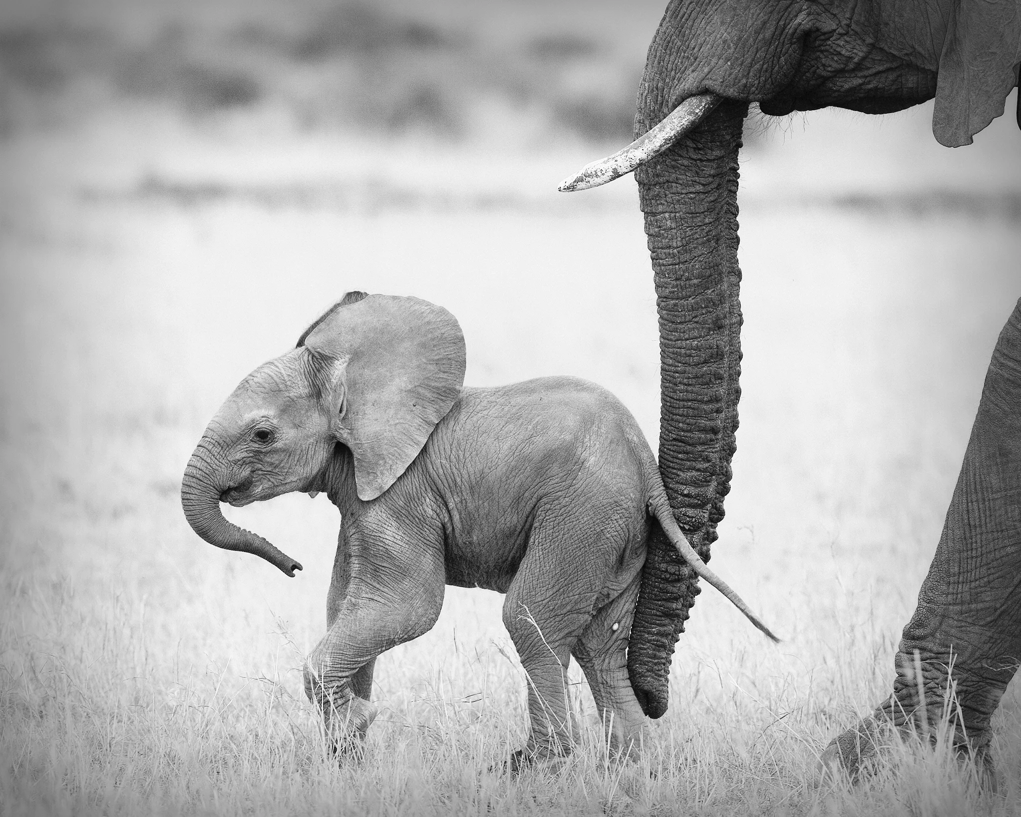 Baby Elephant Photograph from Baby Animal Prints by Suzi