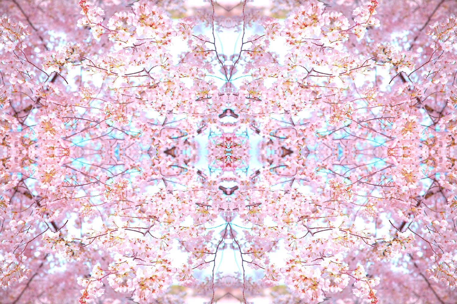 Cherry Blossoms No.249 by Dagmara Weinberg