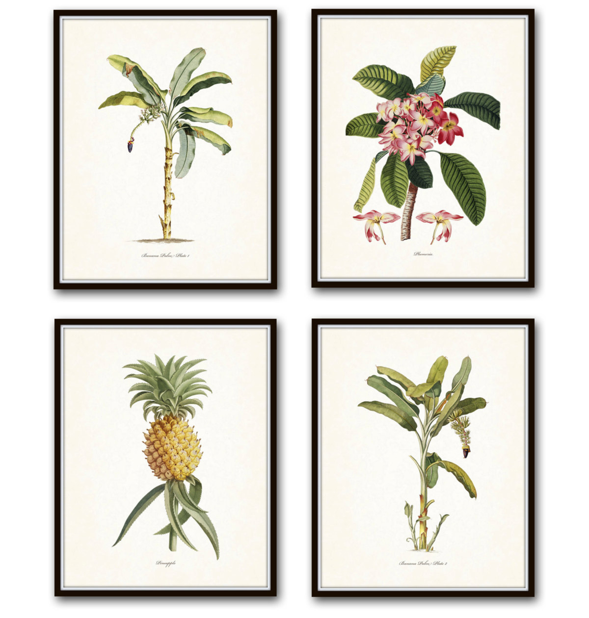 Vintage Botanical Prints from Belle Mer Graphics on Etsy
