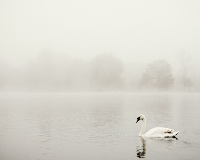 Swan Photo