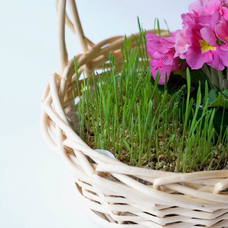Grow a Living Easter Basket - Project Nursery