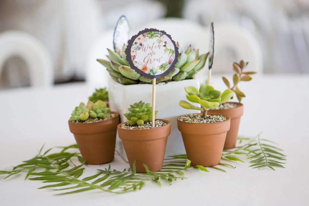 succulent baby nursery