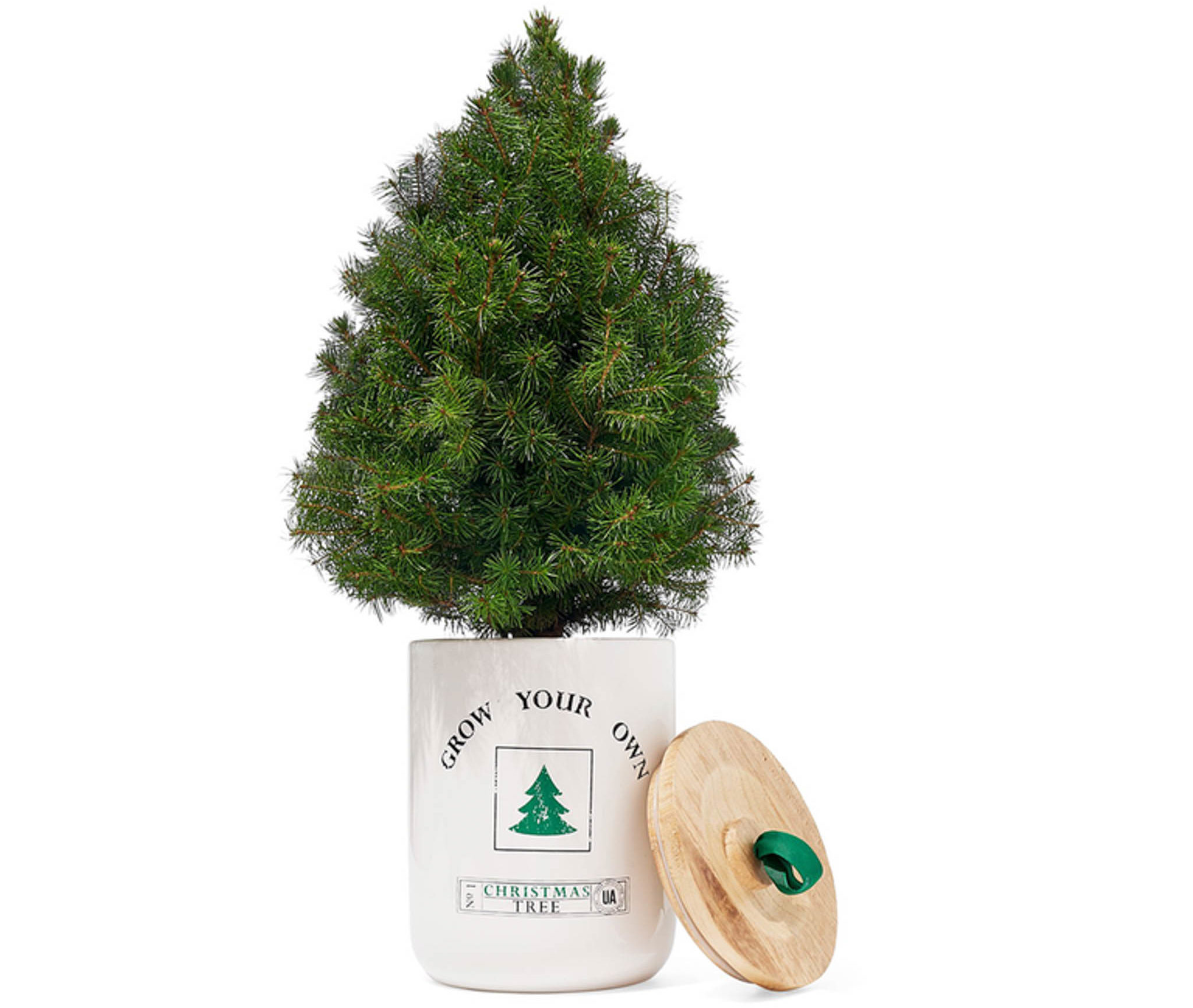 Grow Your Own Christmas Tree