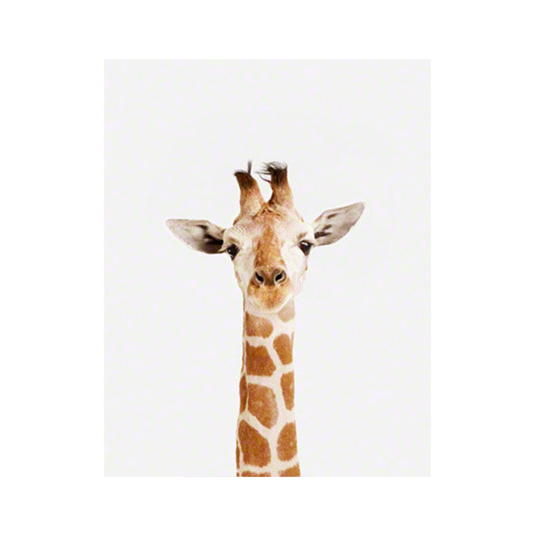 Baby Giraffe Print