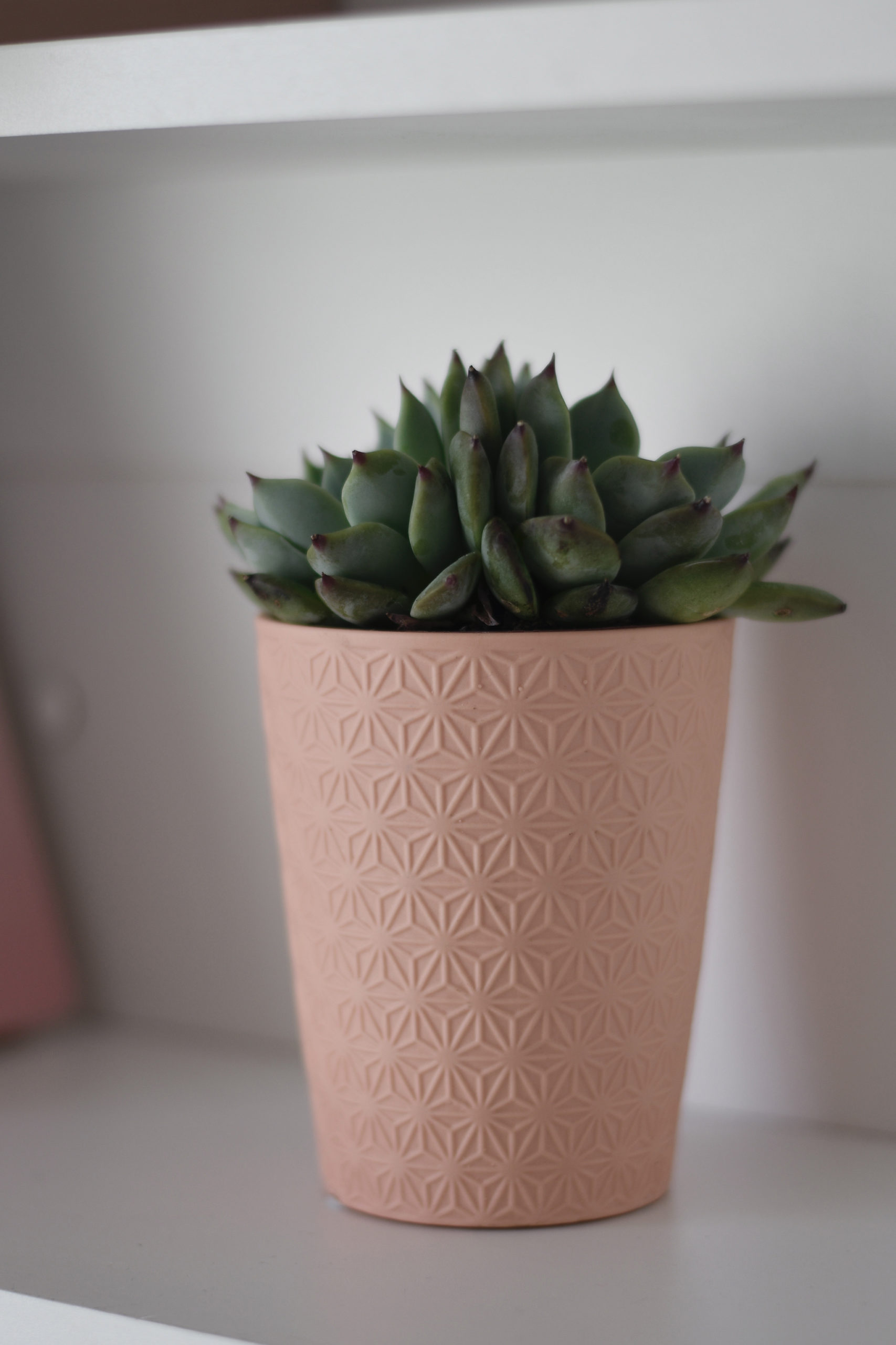 Succulents add a bit of greenery and are easy to take care of!