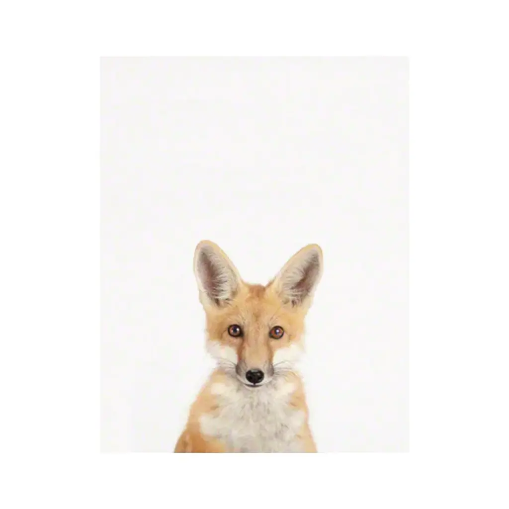 Fox Photo Art Print